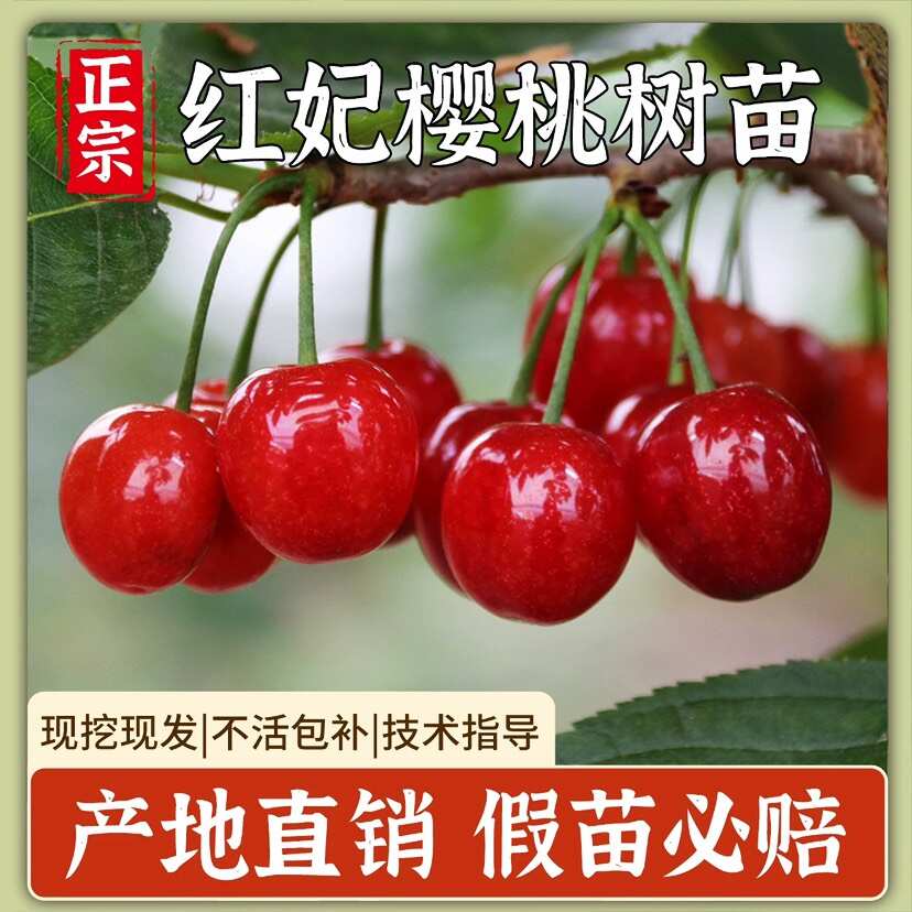正宗浙江樱桃树苗红妃大樱桃嫁接果苗南方种植大全新品种对版包活