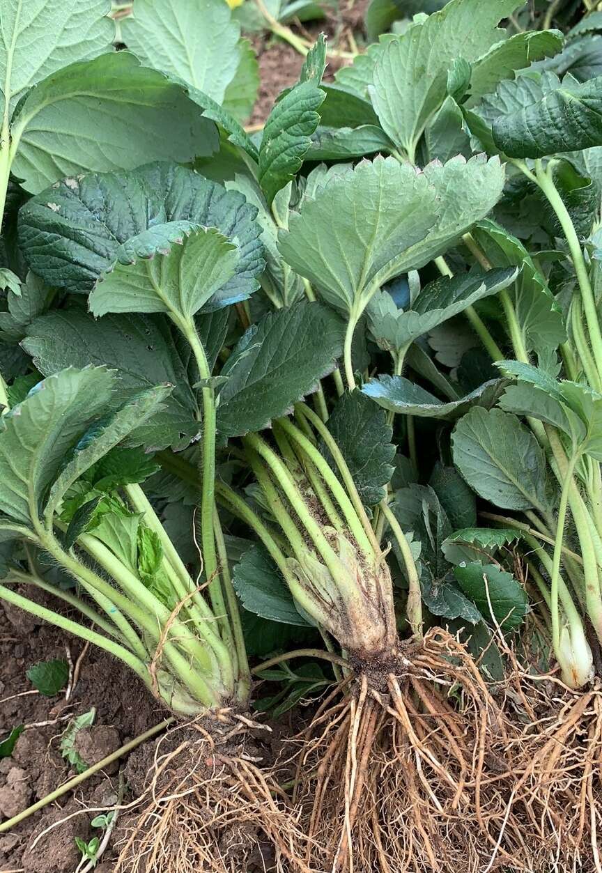 粉玉、妙七草，莓盐莓1号，建德白露，真红美玲，辉煌，越飞雪