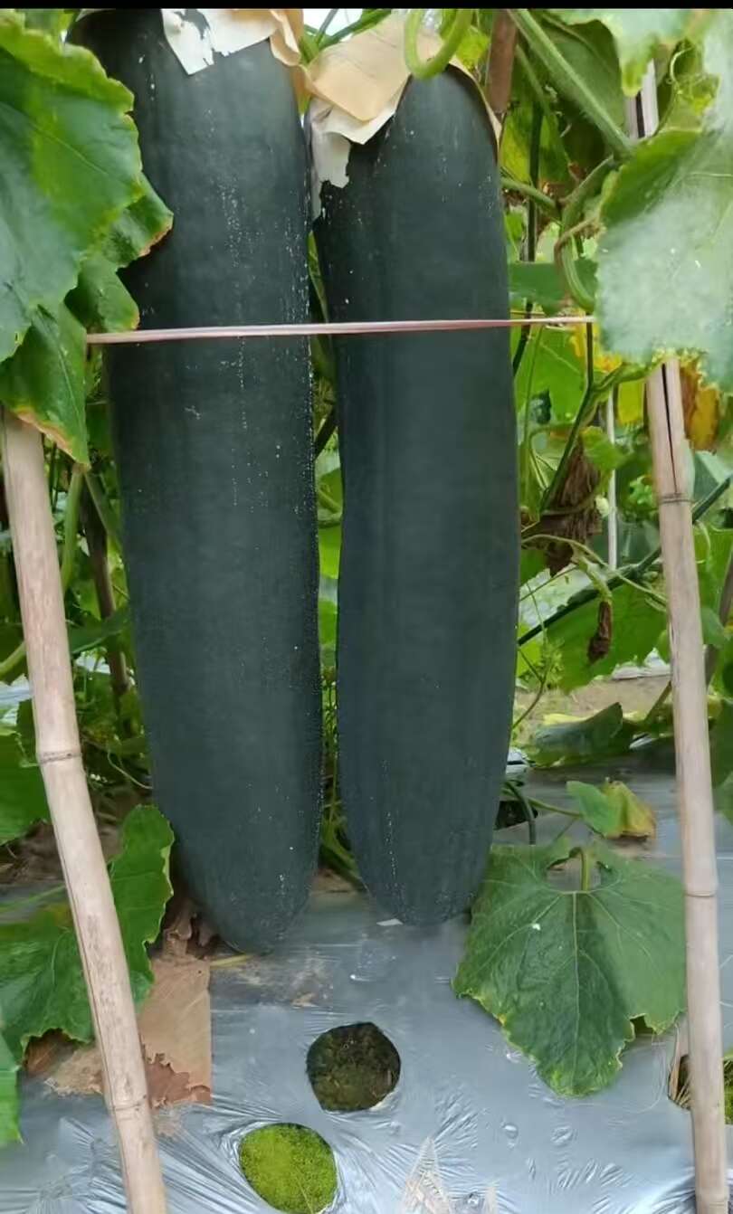 大量出售吊冬瓜，需要的老板联系！