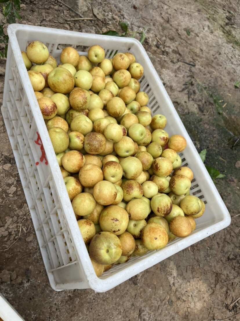 沾化冬枣