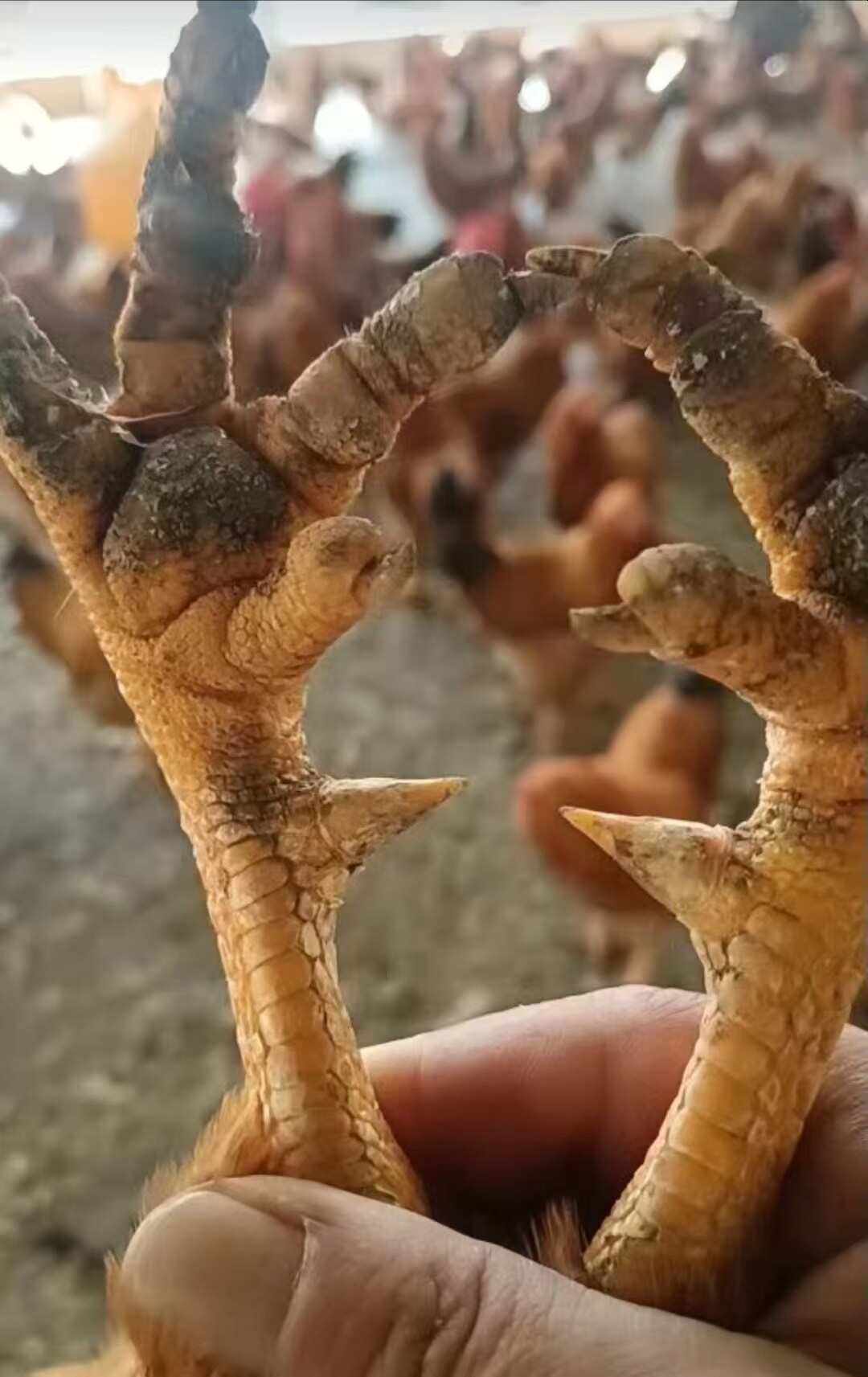 190多天，刘百福鸡种，平均6斤左右。有大部分是烂脚的。