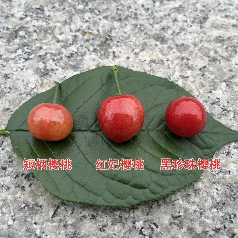 浙江中华小樱桃树苗短柄红妃黑珍珠嫁接果苗南方种植新品对版包活