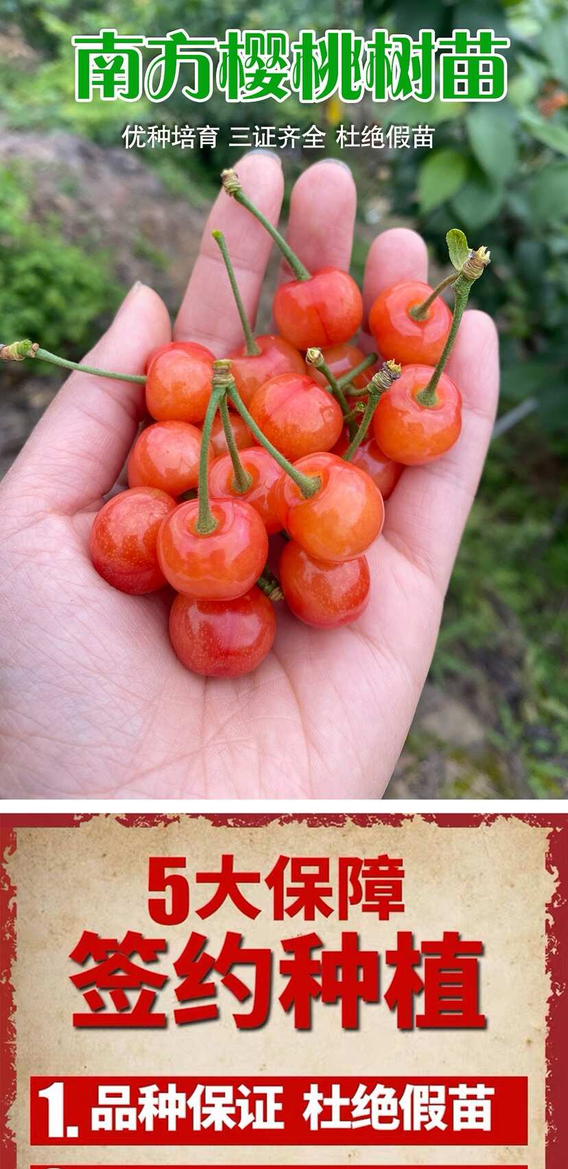 浙江中华小樱桃树苗短柄红妃黑珍珠嫁接果苗南方种植新品对版包活