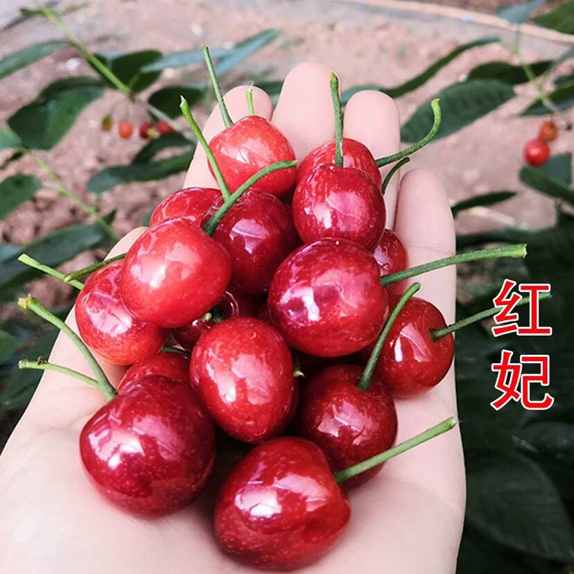 正宗浙江樱桃树苗红妃大樱桃嫁接果苗南方种植大全新品种对版包活