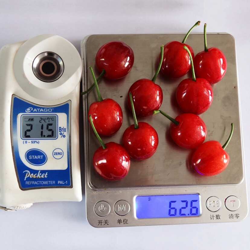 正宗浙江樱桃树苗红妃大樱桃嫁接果苗南方种植大全新品种对版包活