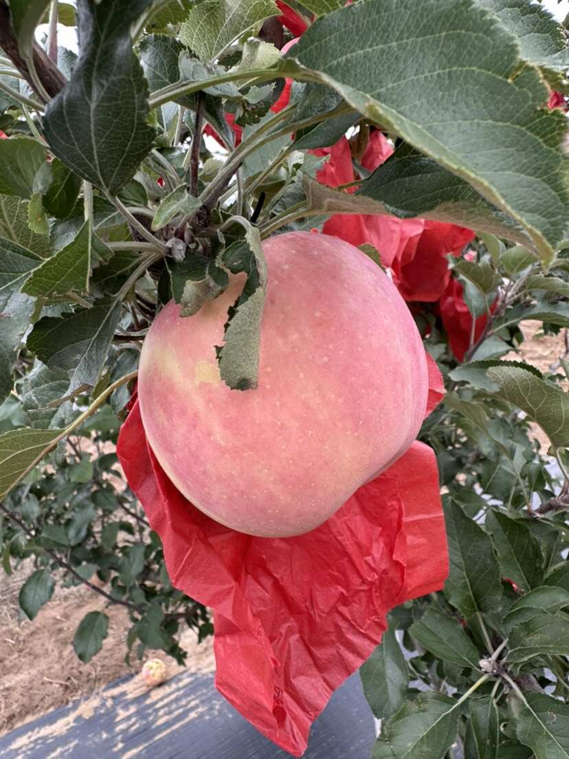 陕北山地苹果，6万斤成熟在即，急寻采购商