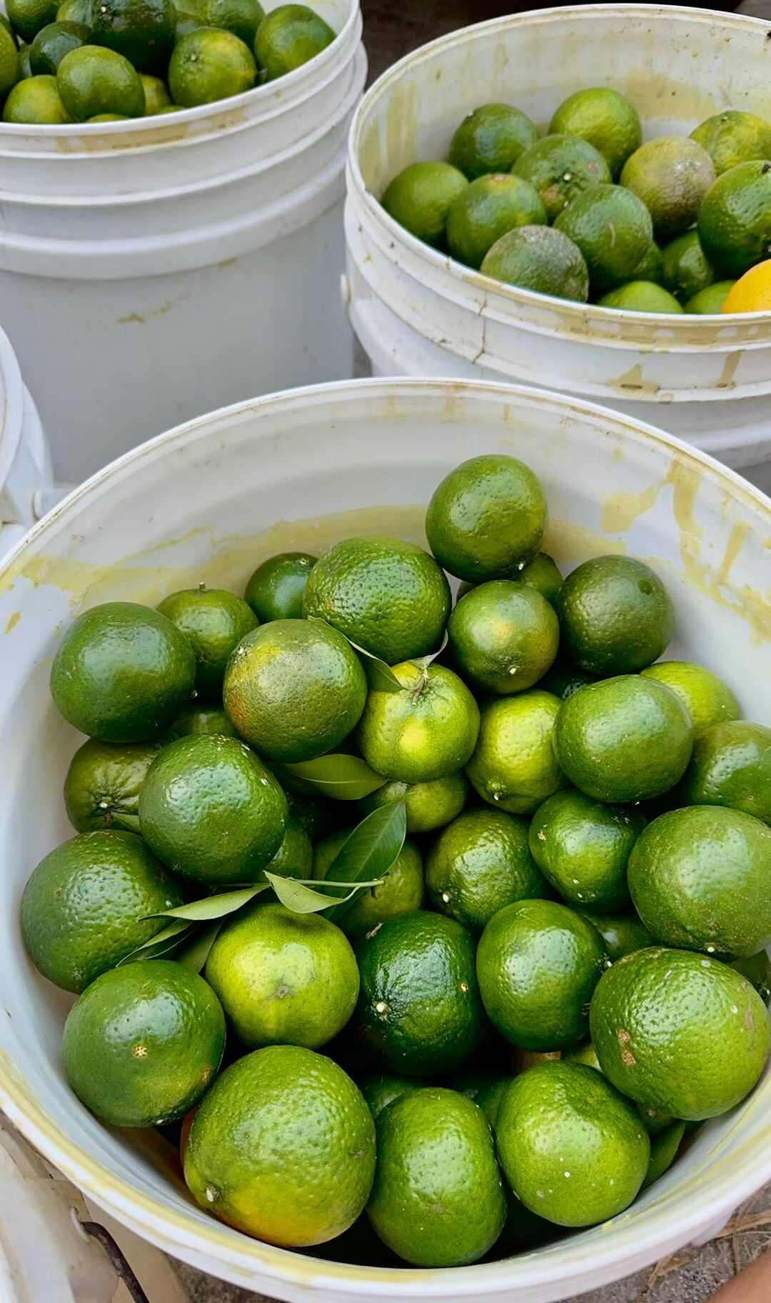新会茶枝柑 天马产区圈枝