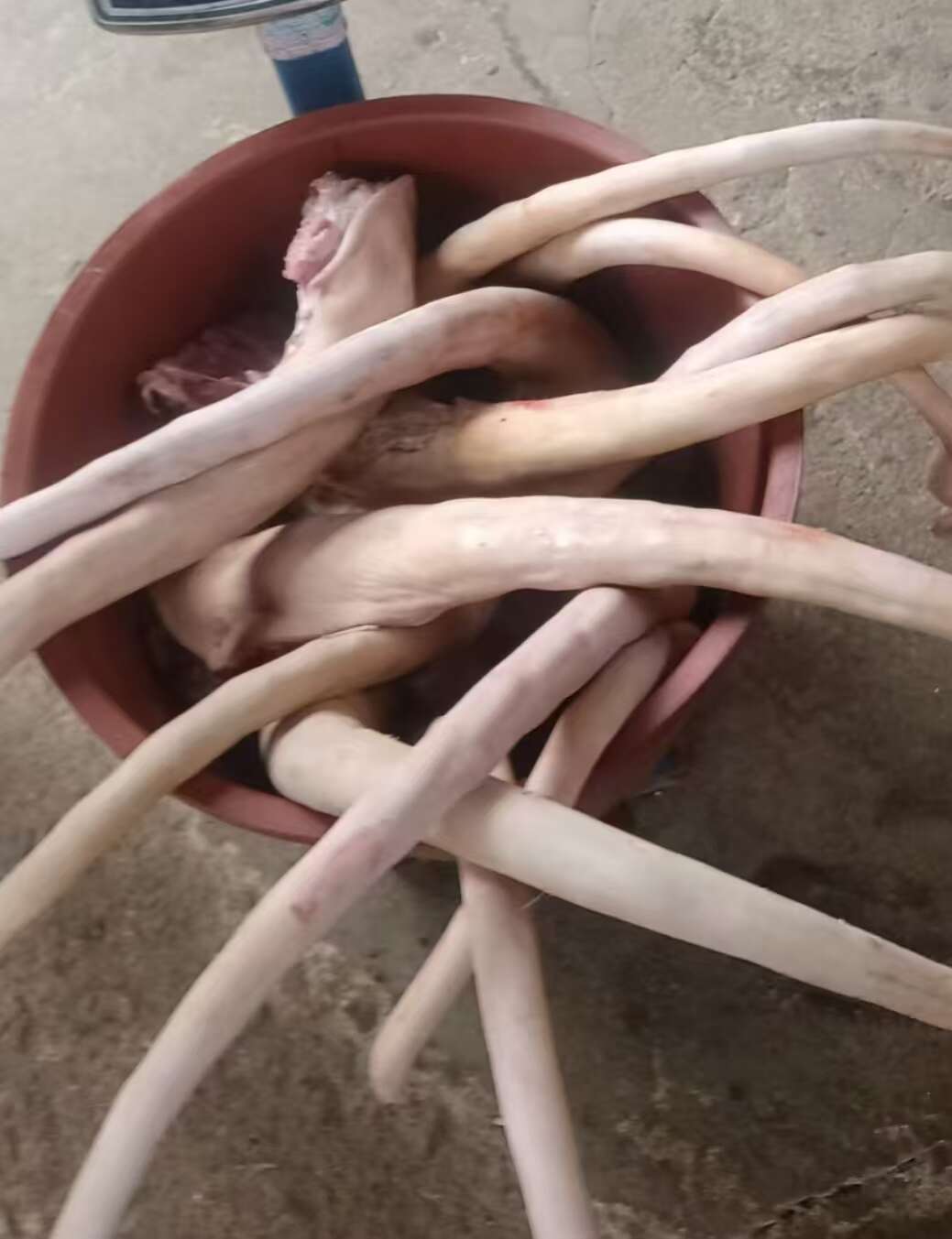 精修带皮牛尾修油不带尾骨量大从优冷链发货