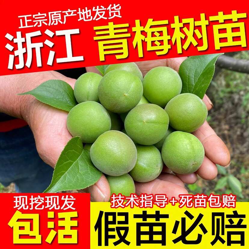 浙江萧山大青梅树苗嫁接酸梅子苗长龙17果苗南方种植对版