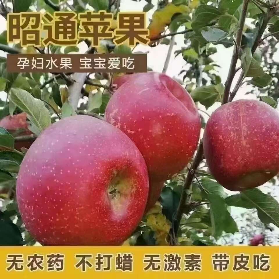 8.一颗昭通苹果，汇聚大自然的精华，让你吃出健康好滋味。