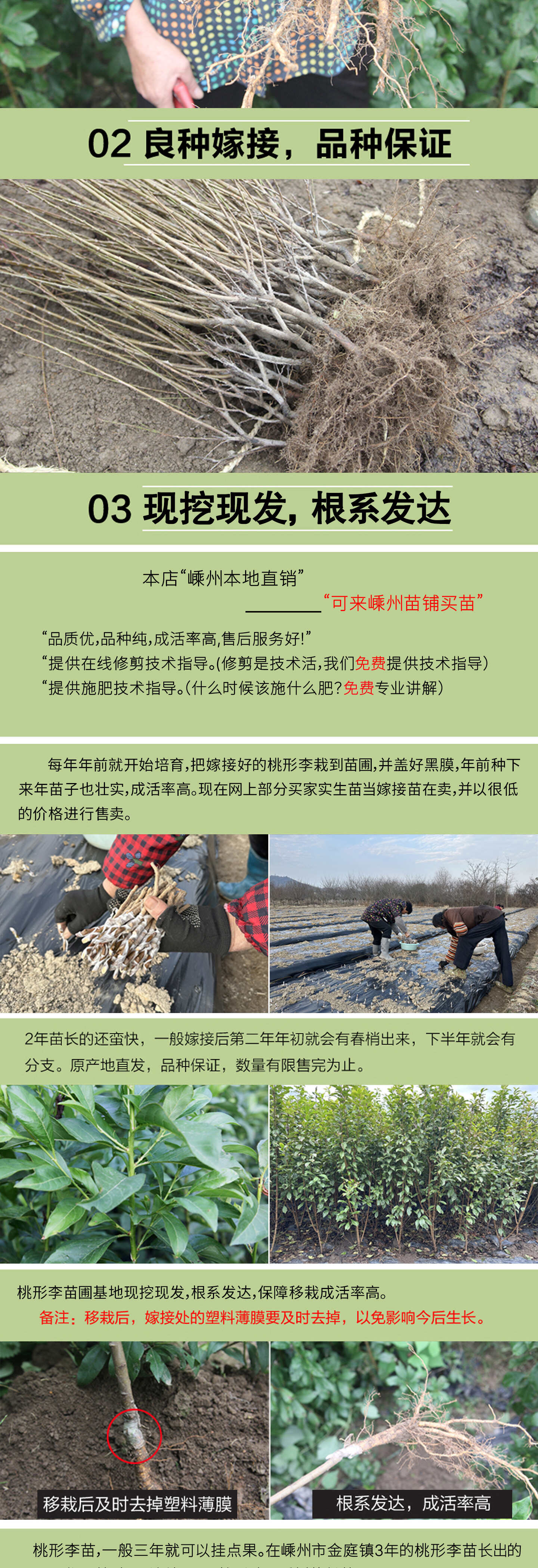 桃形李苗  正宗嵊州桃形李树苗李子果树苗红心李子苗1年嫁接苗