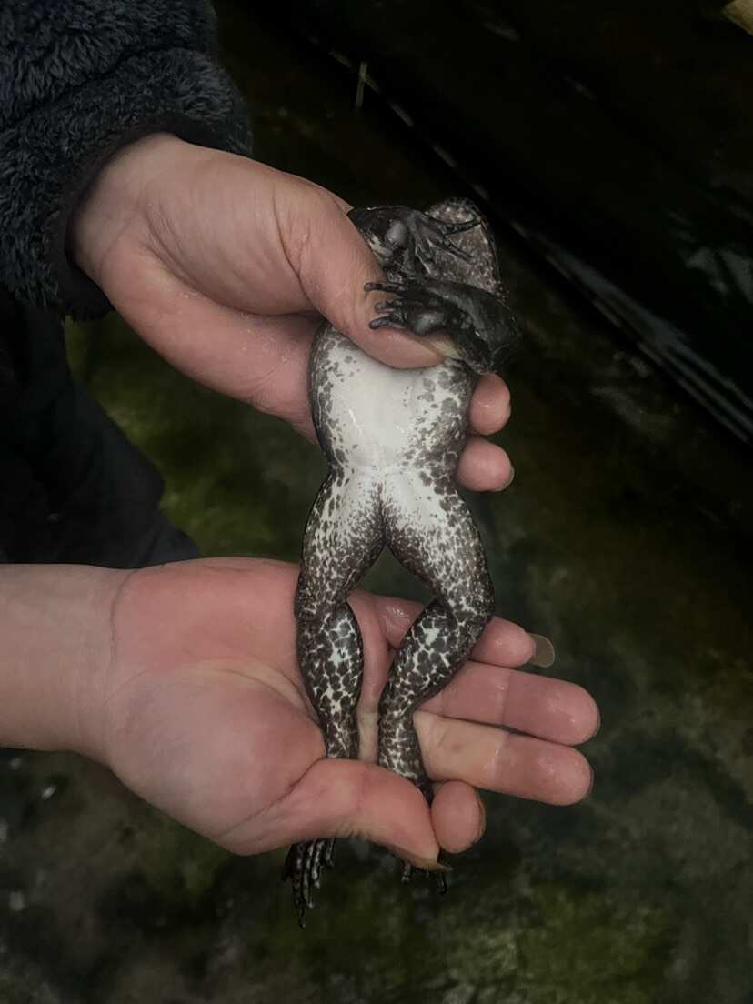 高海拔4-5年足龄养，石蛙鲜嫩更营养，沉淀石蛙本味。