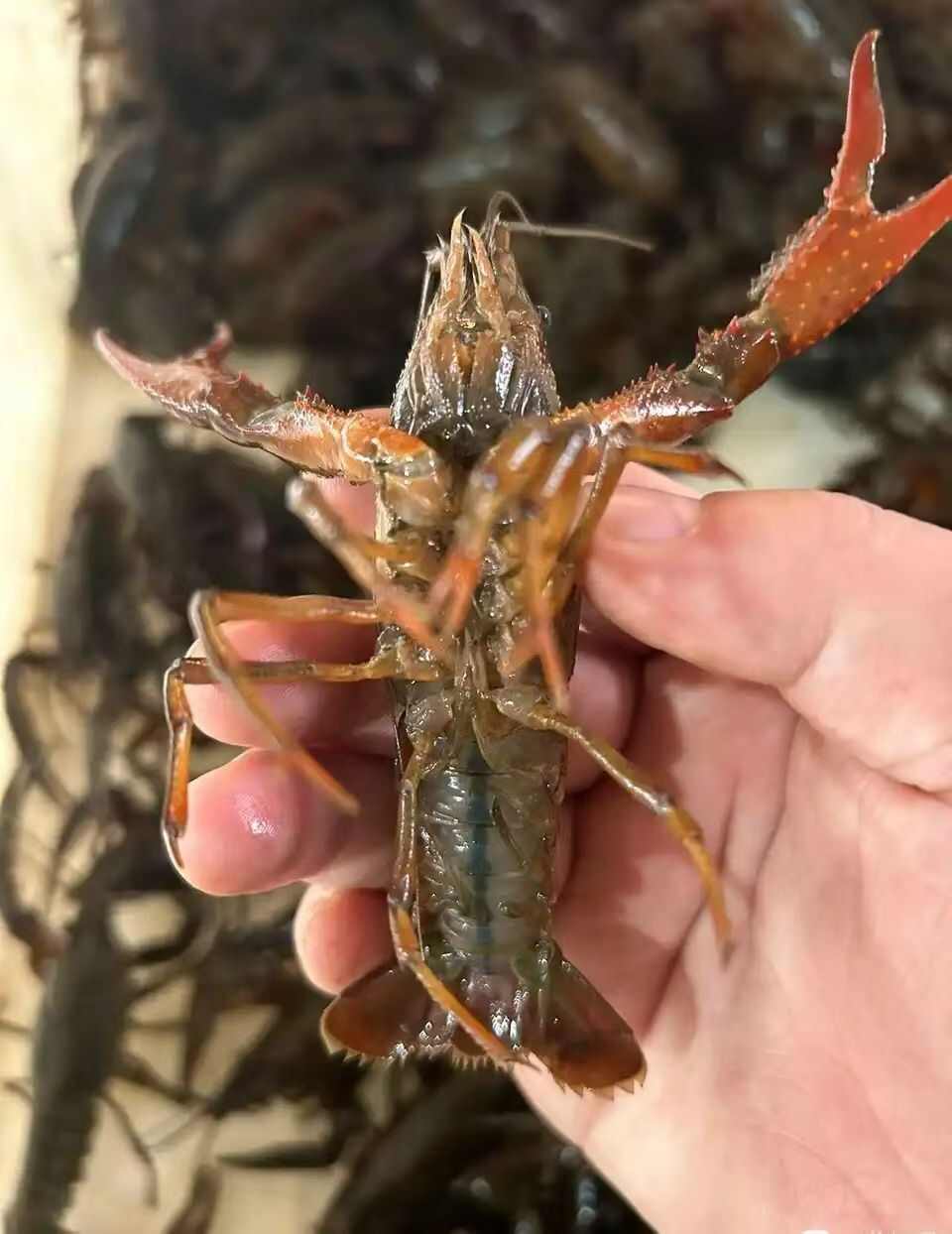 龙虾自产自销，每天有7千斤左右，可提前预约2026年合作