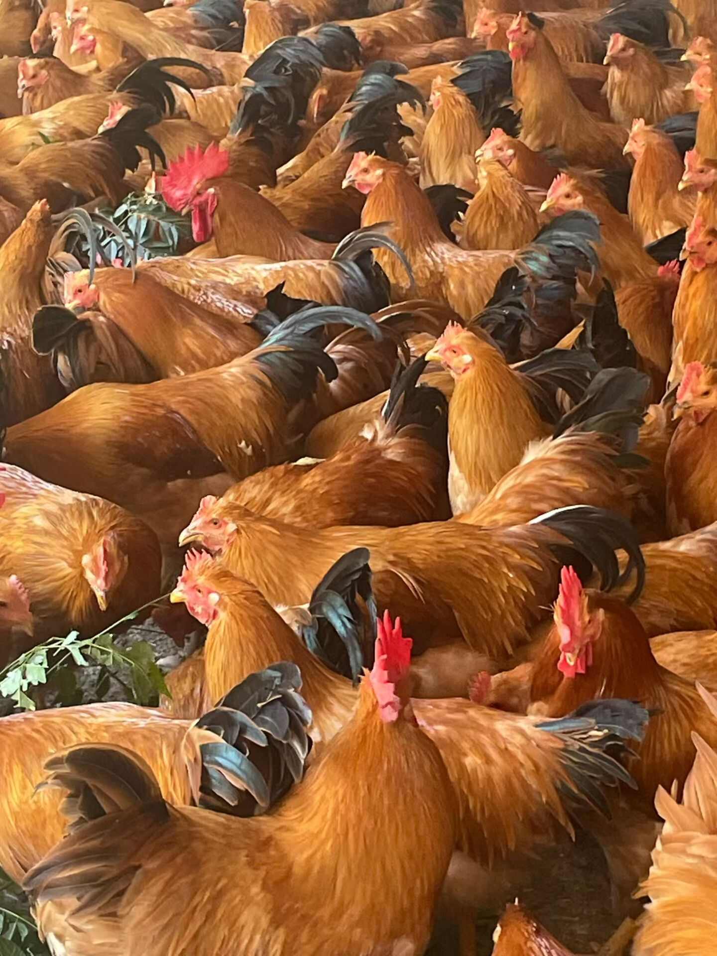 190多天，刘百福鸡种，平均6斤左右。有大部分是烂脚的。