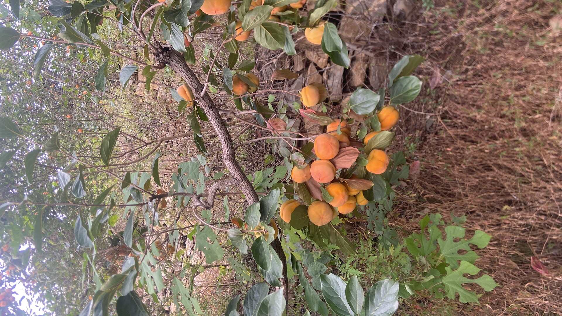 精品磨盘柿