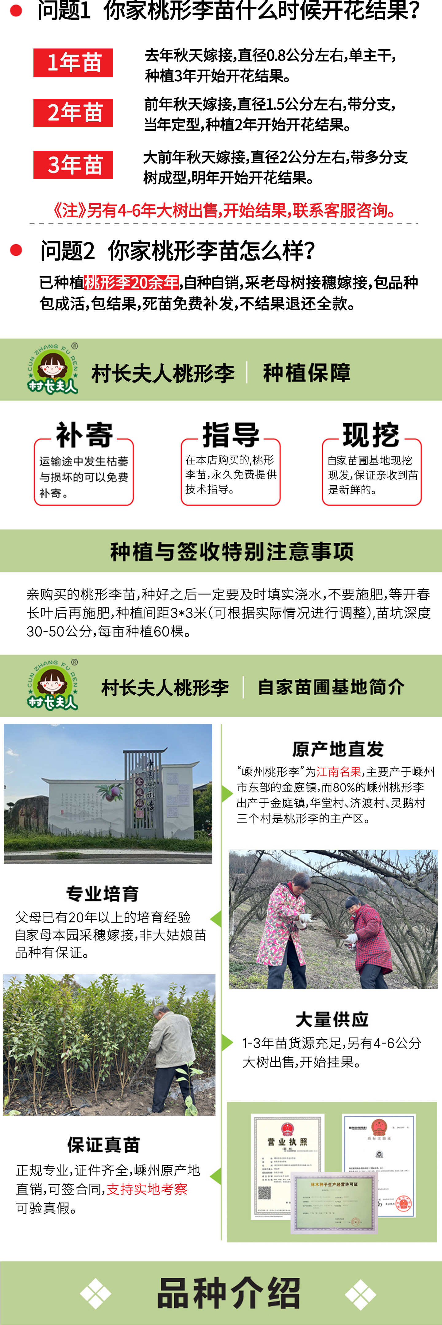 桃形李苗  正宗嵊州桃形李树苗李子果树苗红心李子苗1年嫁接苗