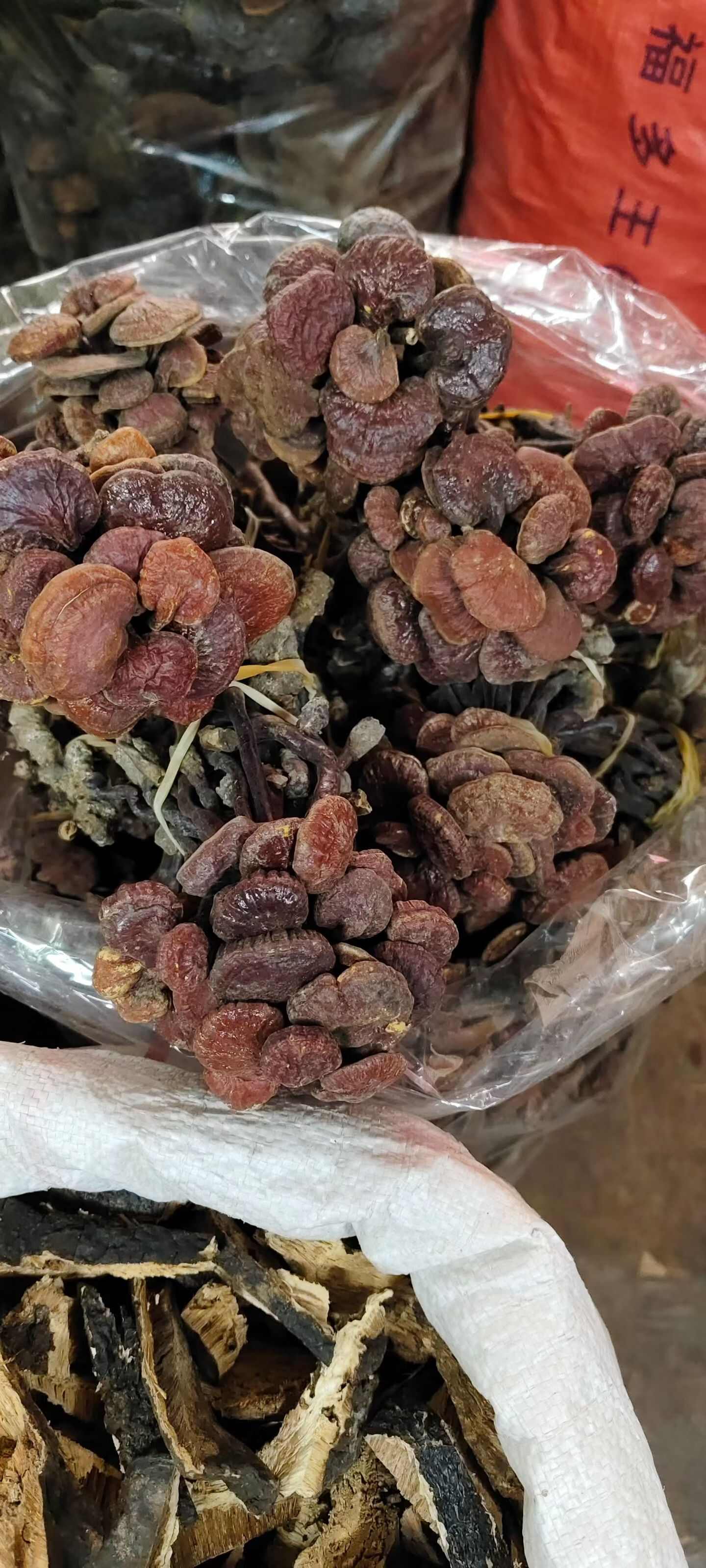 广西玉林灵芝初级农产品