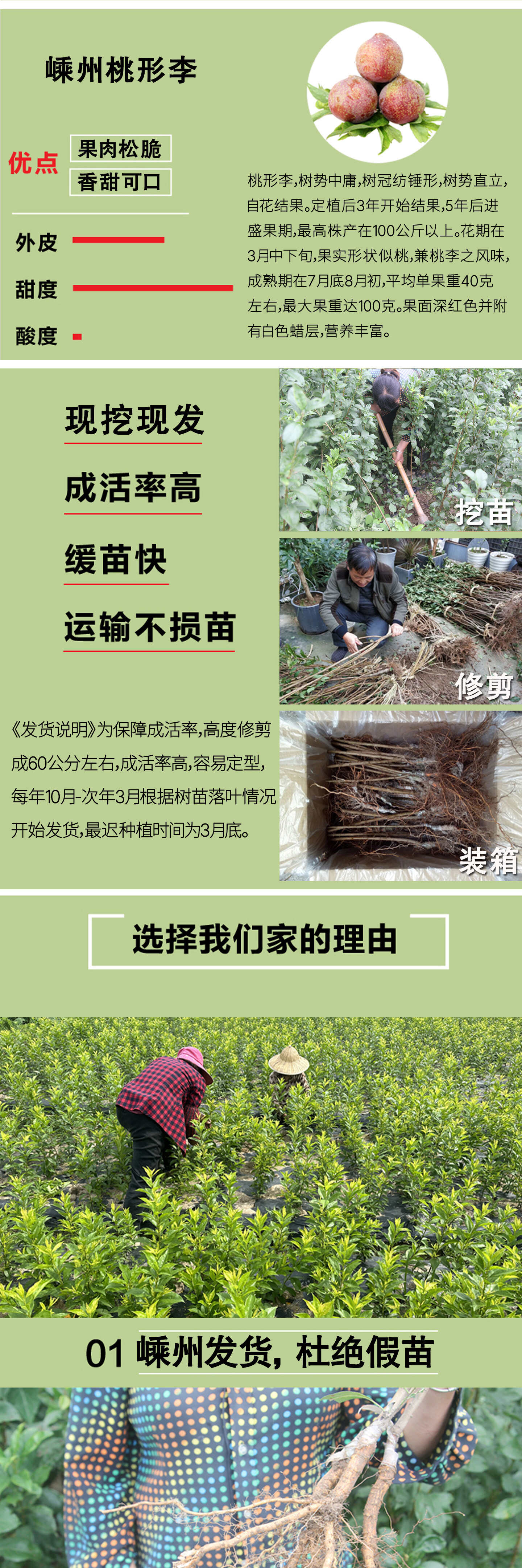 桃形李苗  正宗嵊州桃形李树苗李子果树苗红心李子苗1年嫁接苗