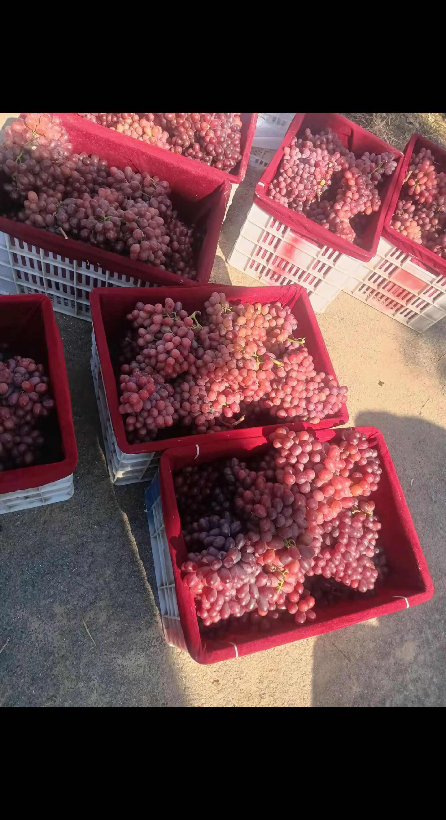 克伦生葡萄全红货现货供应欢迎采购货源充足预购从速看货谈价