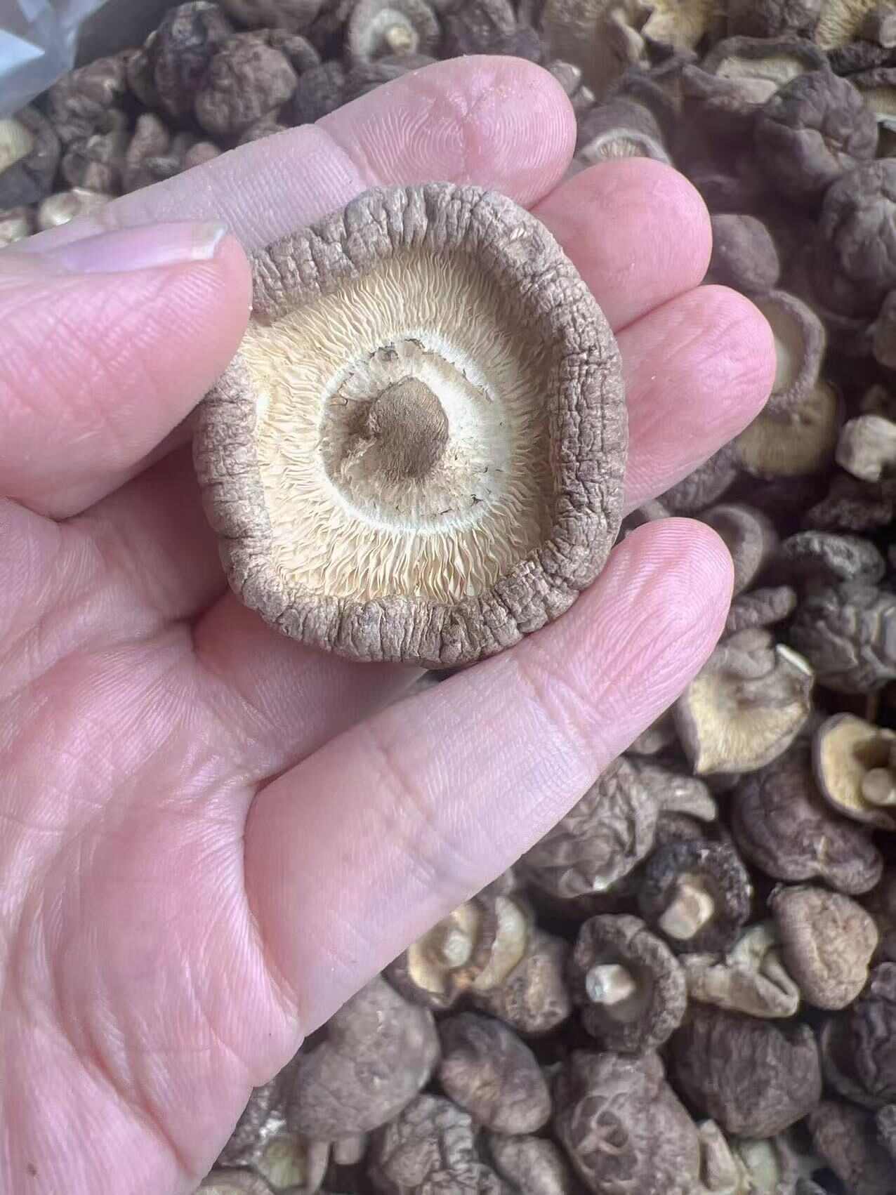 香菇 地摊电商批发香菇干冬菇花菇香菇干货批发