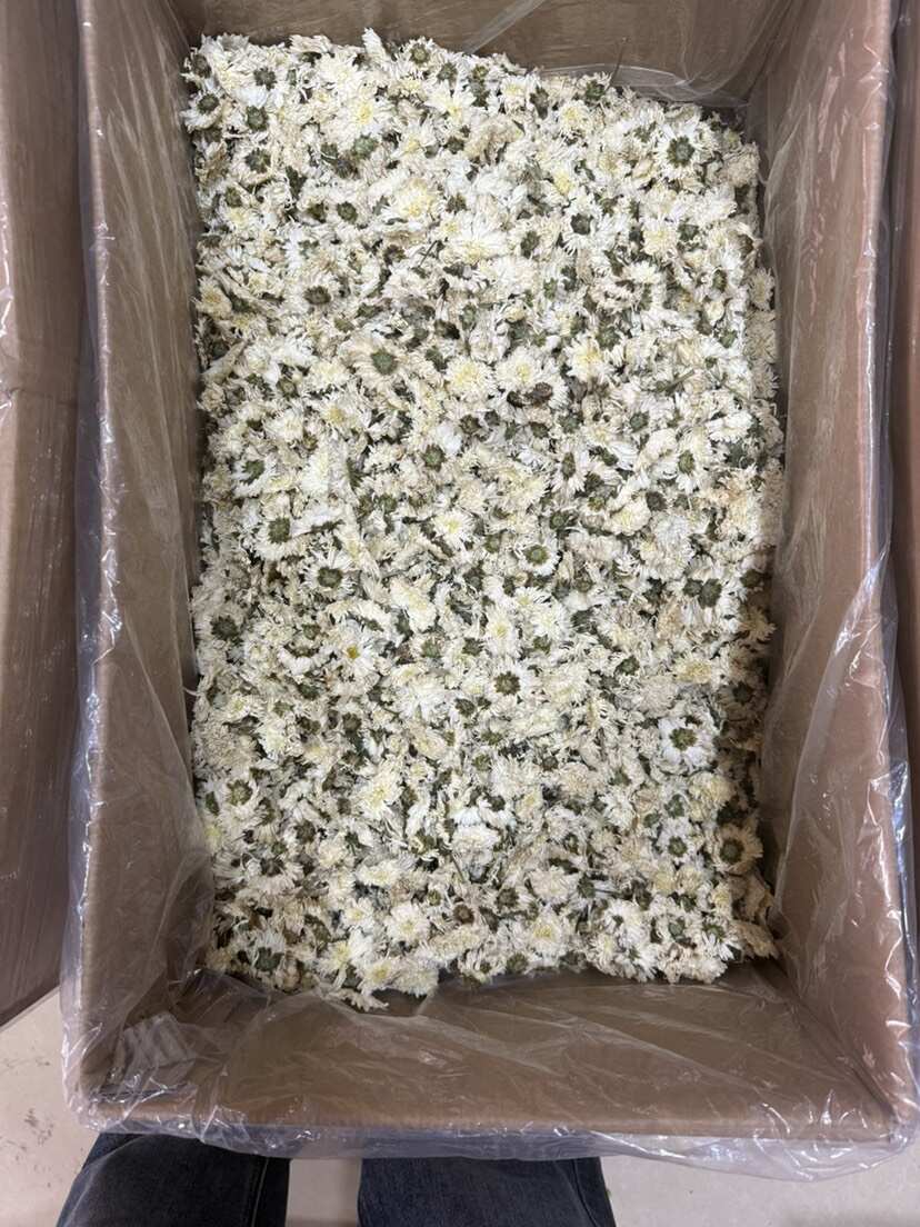 菊花 七月菊  贡菊  拿样包邮