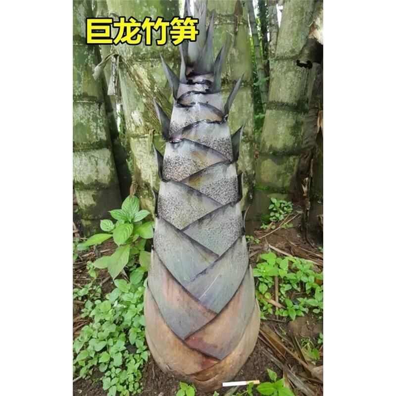 厚壁巨龙竹子君巨龙竹苗世界上醉高大竹子苗庭院绿植基地直销