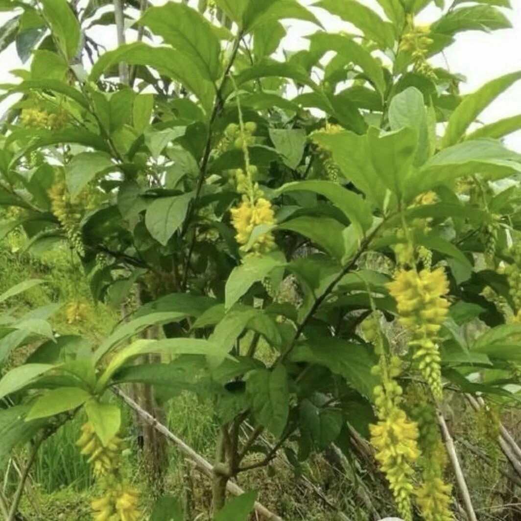 中草药黄花倒水莲观音串树苗黄花大远志种苗庭院阳台绿植盆栽