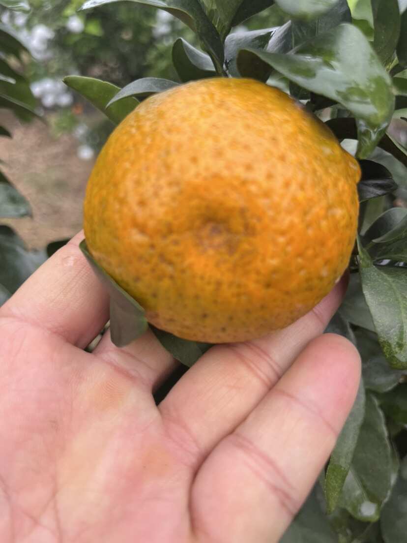 广西大山里的金秋砂糖桔