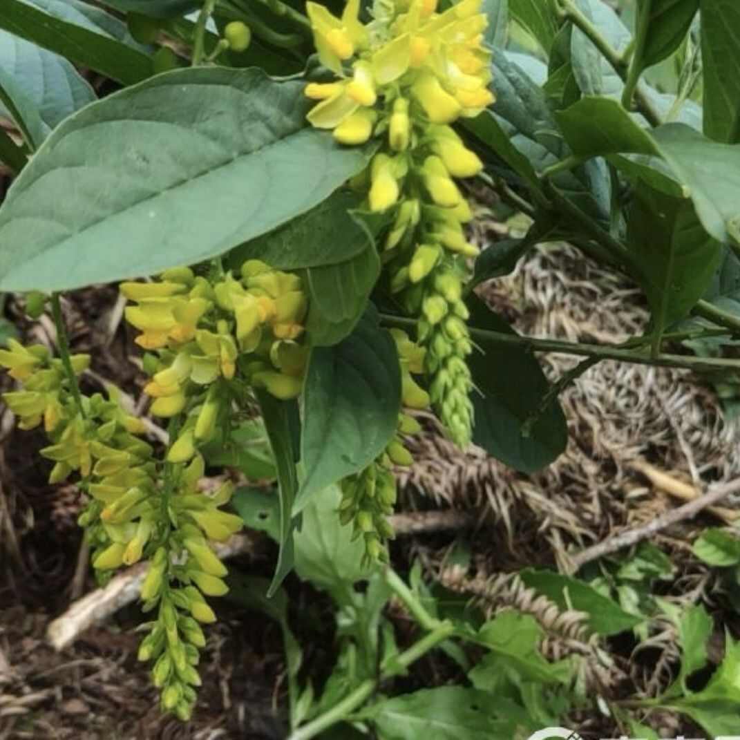 中草药黄花倒水莲观音串树苗黄花大远志种苗庭院阳台绿植盆栽