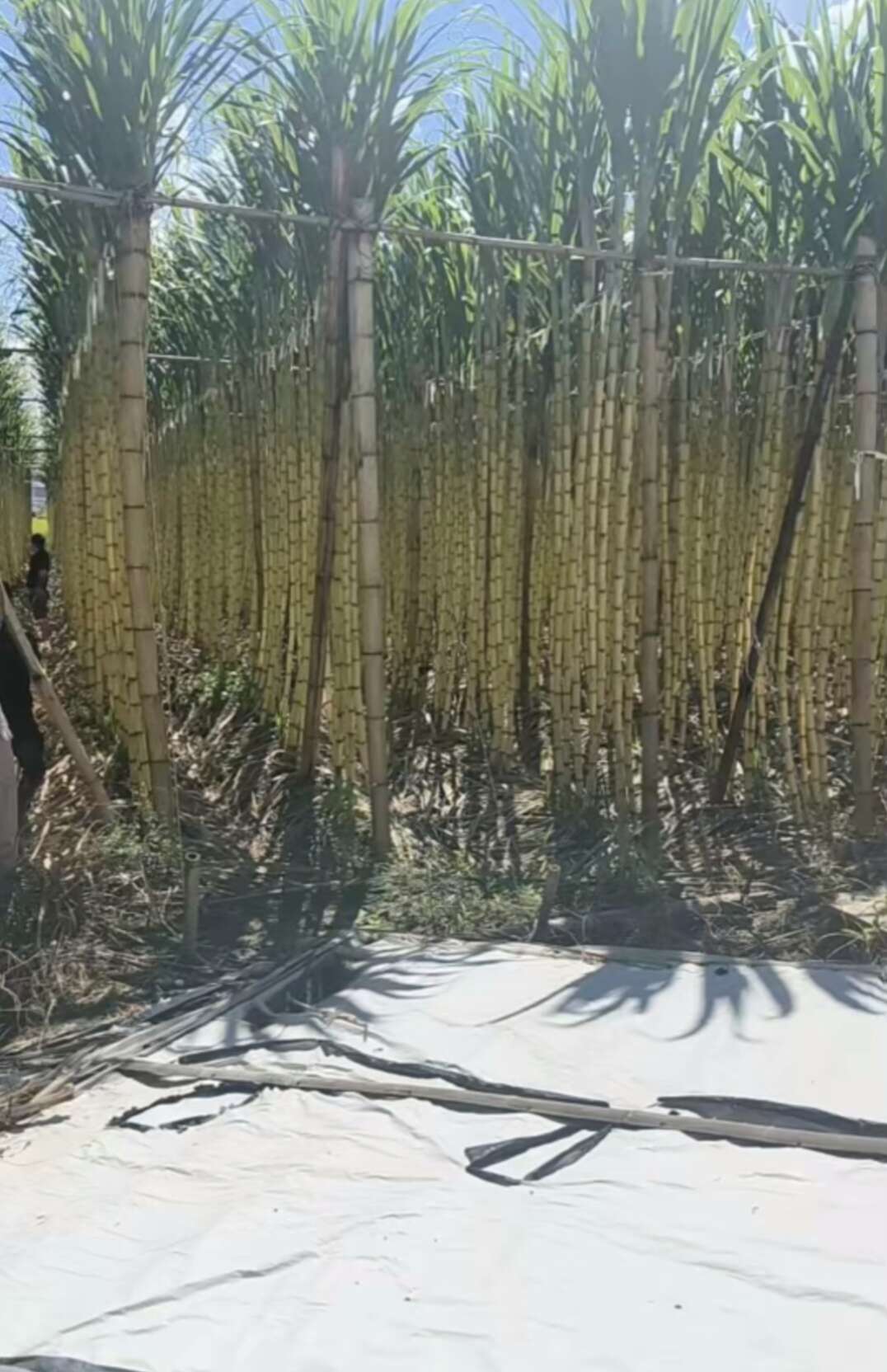 云南甘蔗