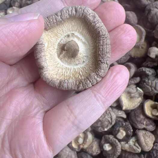 香菇 地摊电商批发香菇干冬菇花菇香菇干货批发