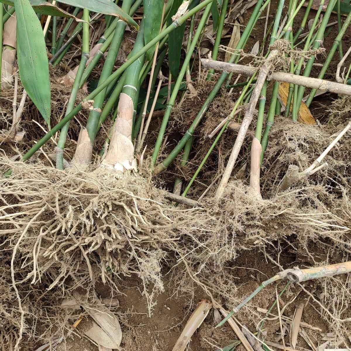 麻竹种苗竹鞭大叶甜竹笋苗种食用甜竹笋地栽麻竹兜批发竹苗