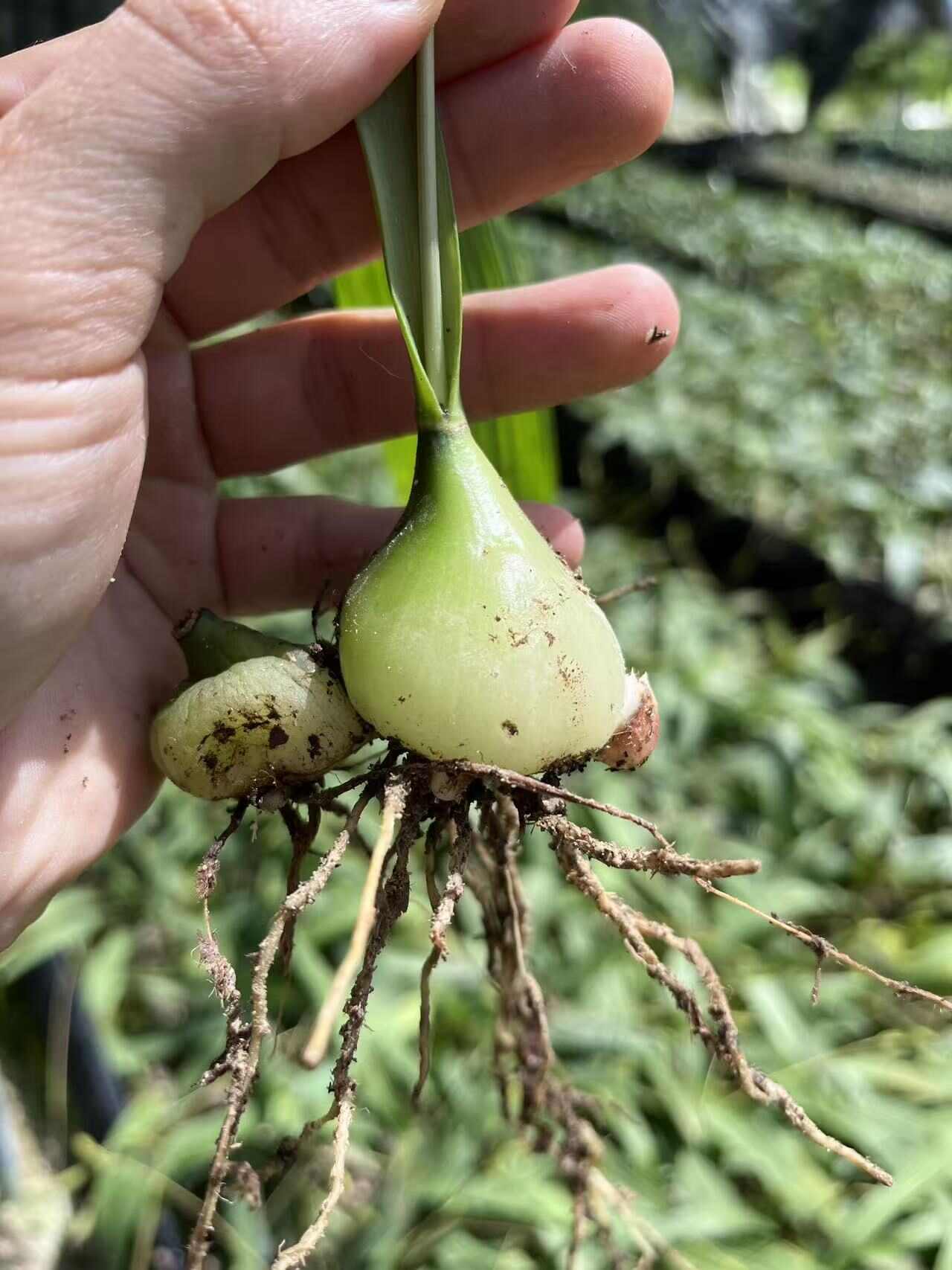 云南家种山慈菇苗冰球子苗独蒜兰苗云南独蒜兰苗