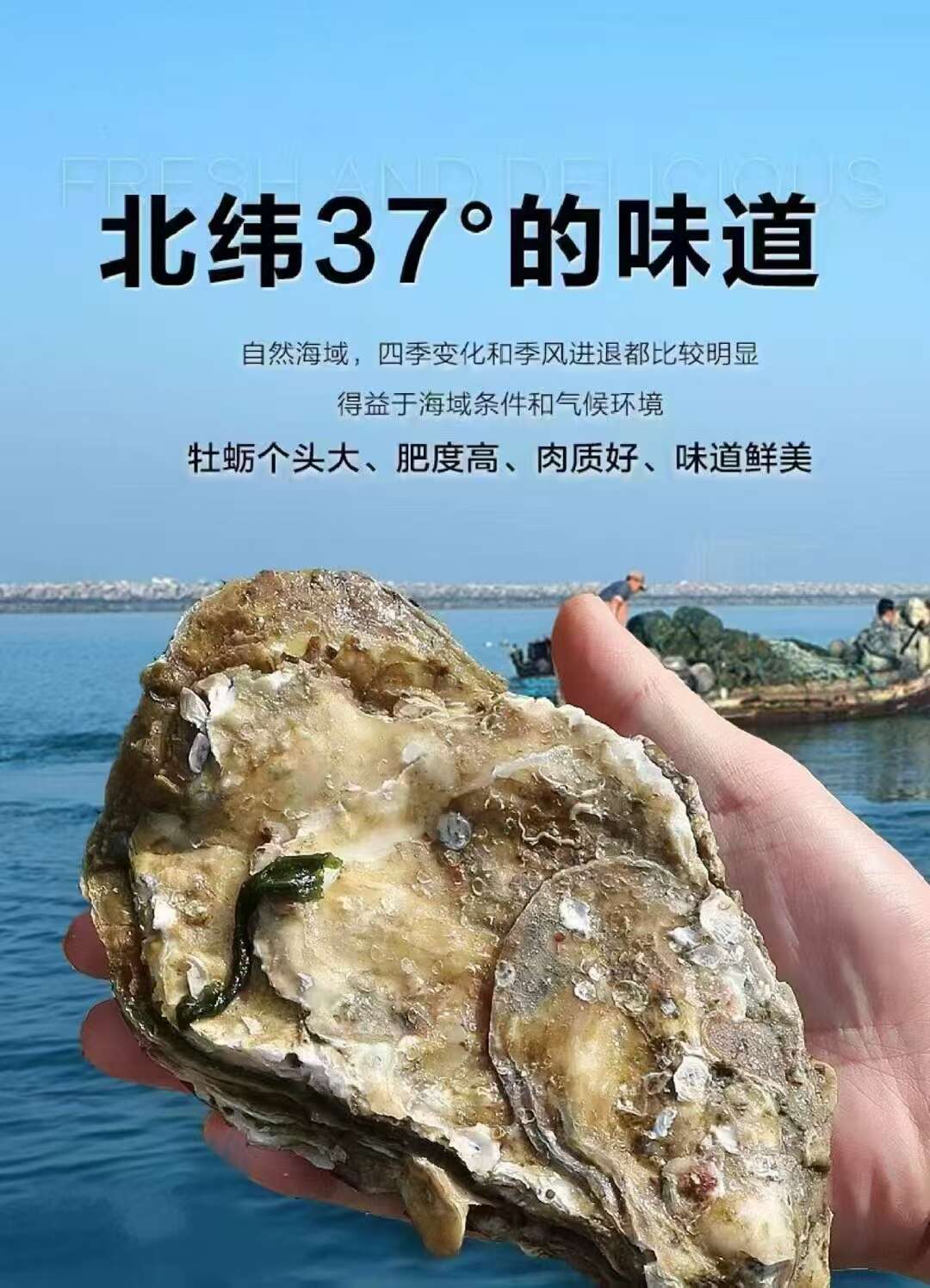 乳山生蚝，生蚝肉，液氮锁鲜半壳生蚝