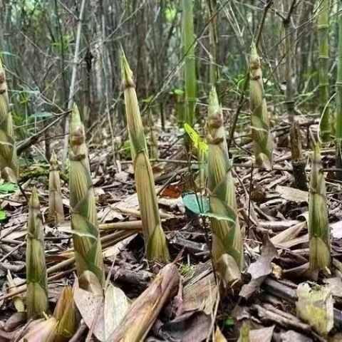 食用水竹苗美味竹笋苗竹根苗甜竹苗野生竹笋苗竹子苗竹子根苗