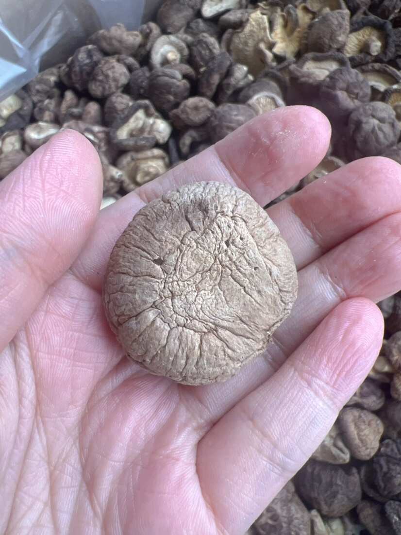 香菇 地摊电商批发香菇干冬菇花菇香菇干货批发 香菇 地摊电商批发香菇干冬菇花菇香菇干货批发