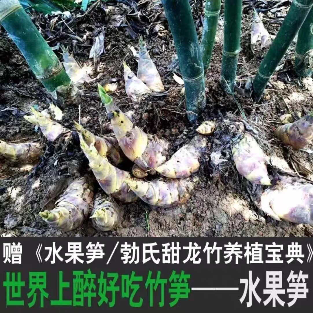 生吃水果甜竹笋根马蹄笋竹笋根种植食用绿竹笋根竹笋种植