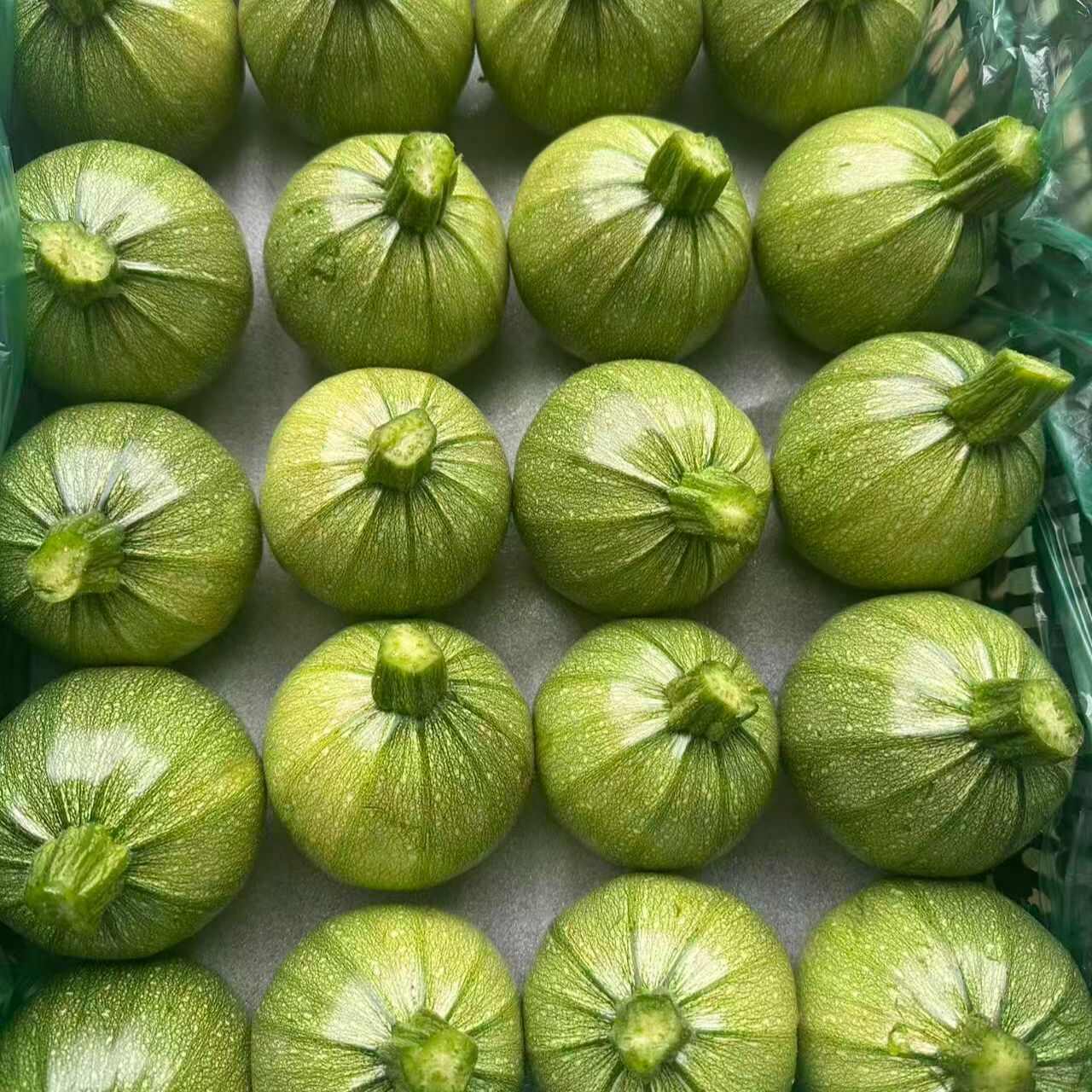 新鲜嫩南瓜小圆瓜嫩南瓜圆西葫芦云南四川特产