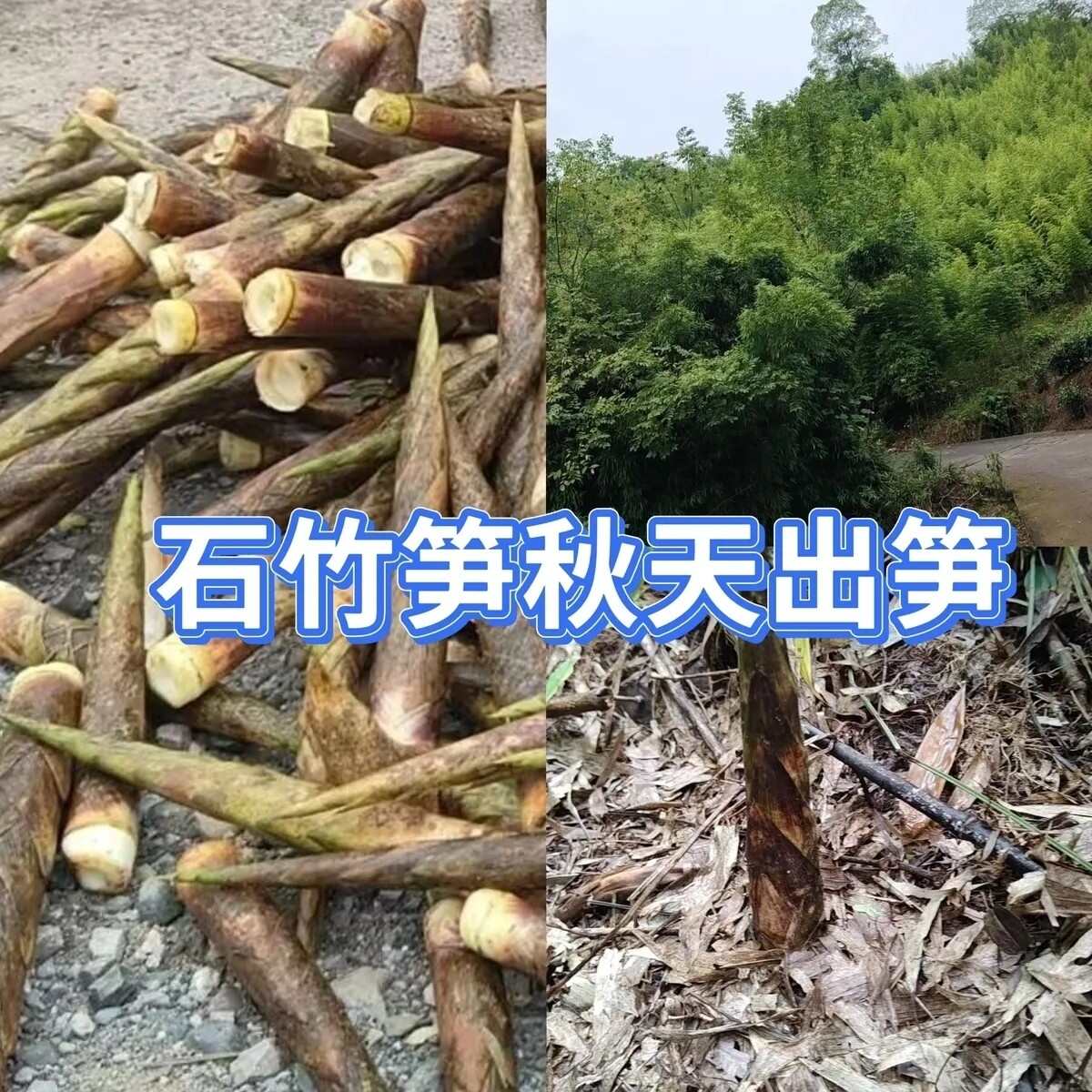 石竹笋秋天出笋石竹笋苗石竹笋竹笋刺竹笋八月笋8月竹笋石竹