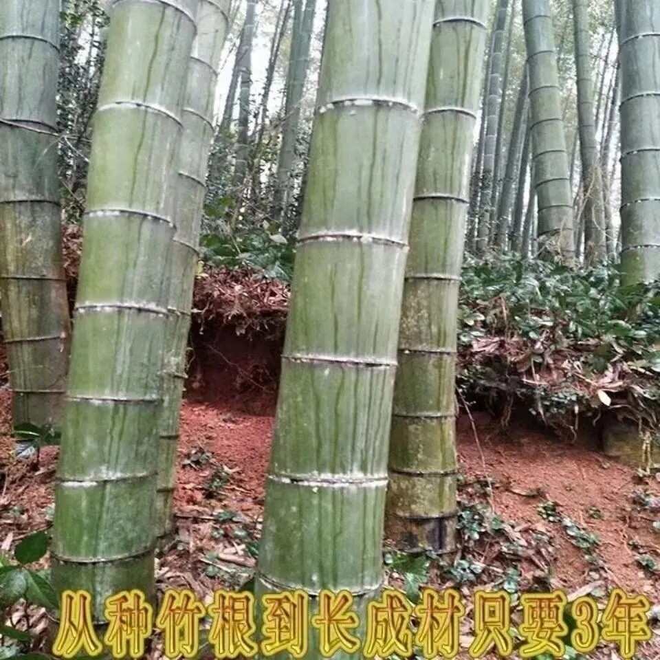 大型楠竹根毛竹采笋竹子根耐寒食用庭特粗院楠竹四季根