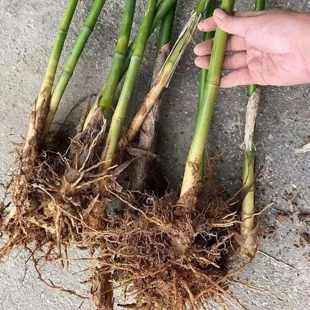 生吃水果甜竹笋根马蹄笋竹笋根种植食用绿竹笋根竹笋种植