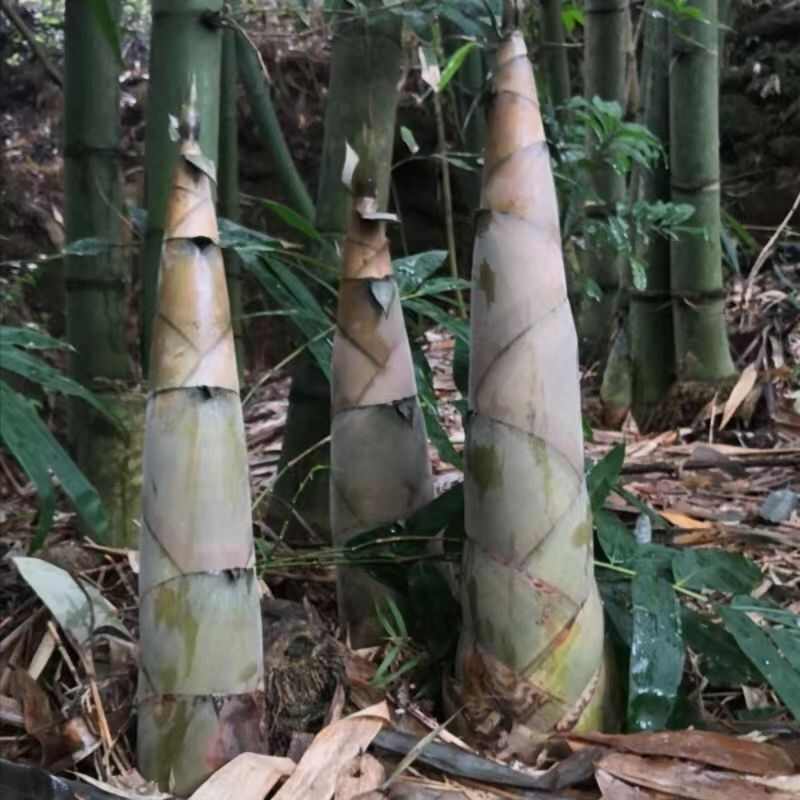 麻竹种苗竹鞭大叶甜竹笋苗种食用甜竹笋地栽麻竹兜批发竹苗