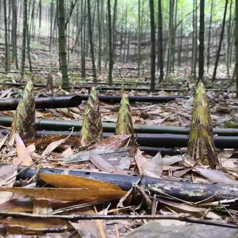 石竹笋秋天出笋石竹笋苗石竹笋竹笋刺竹笋八月笋8月竹笋石竹