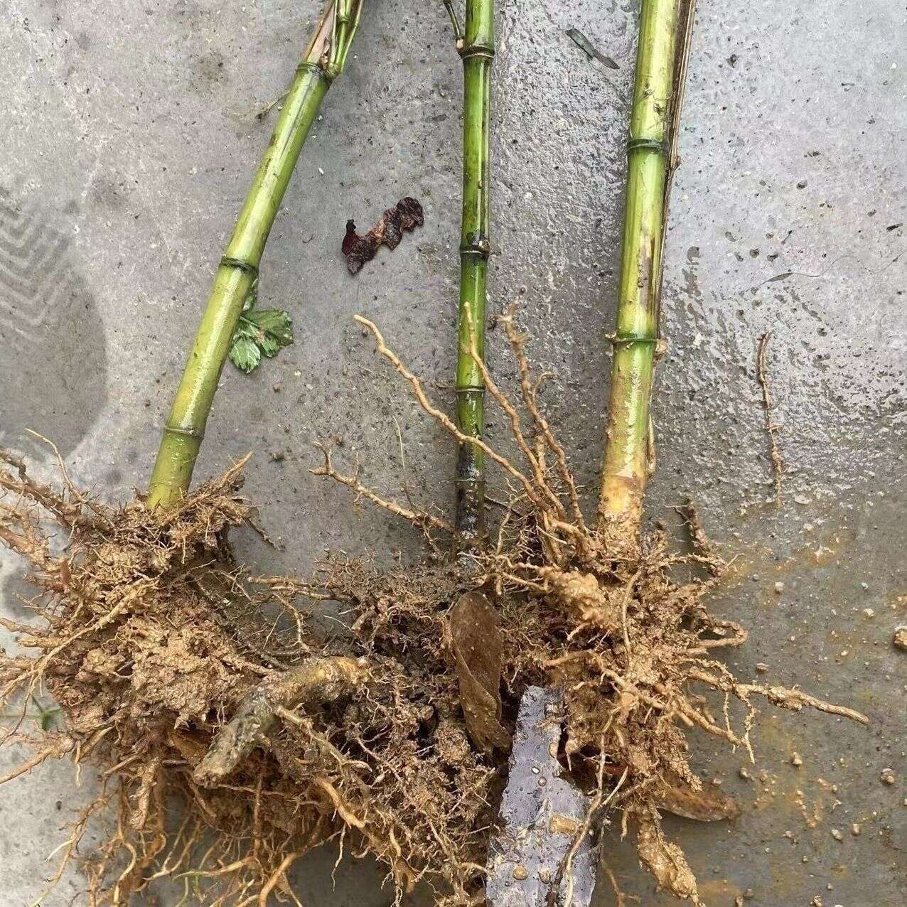 食用水竹苗美味竹笋苗竹根苗甜竹苗野生竹笋苗竹子苗竹子根苗