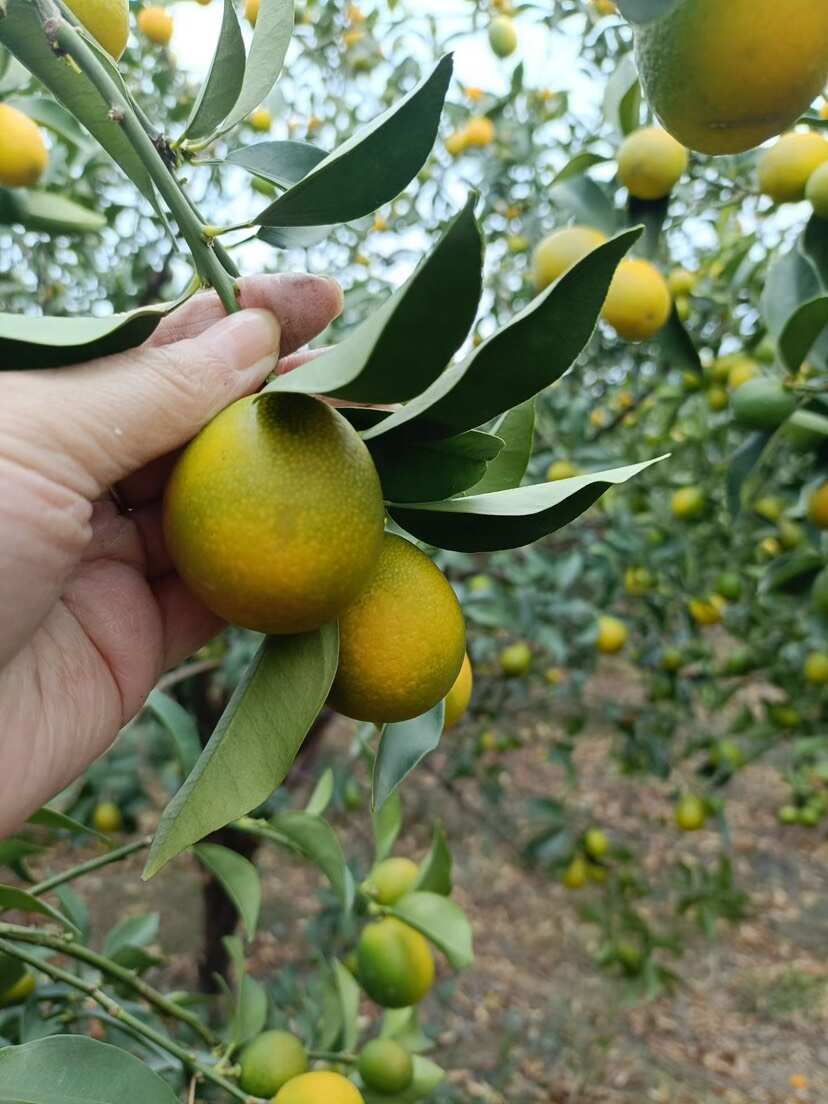 江西遂川金橘大量现货金桔