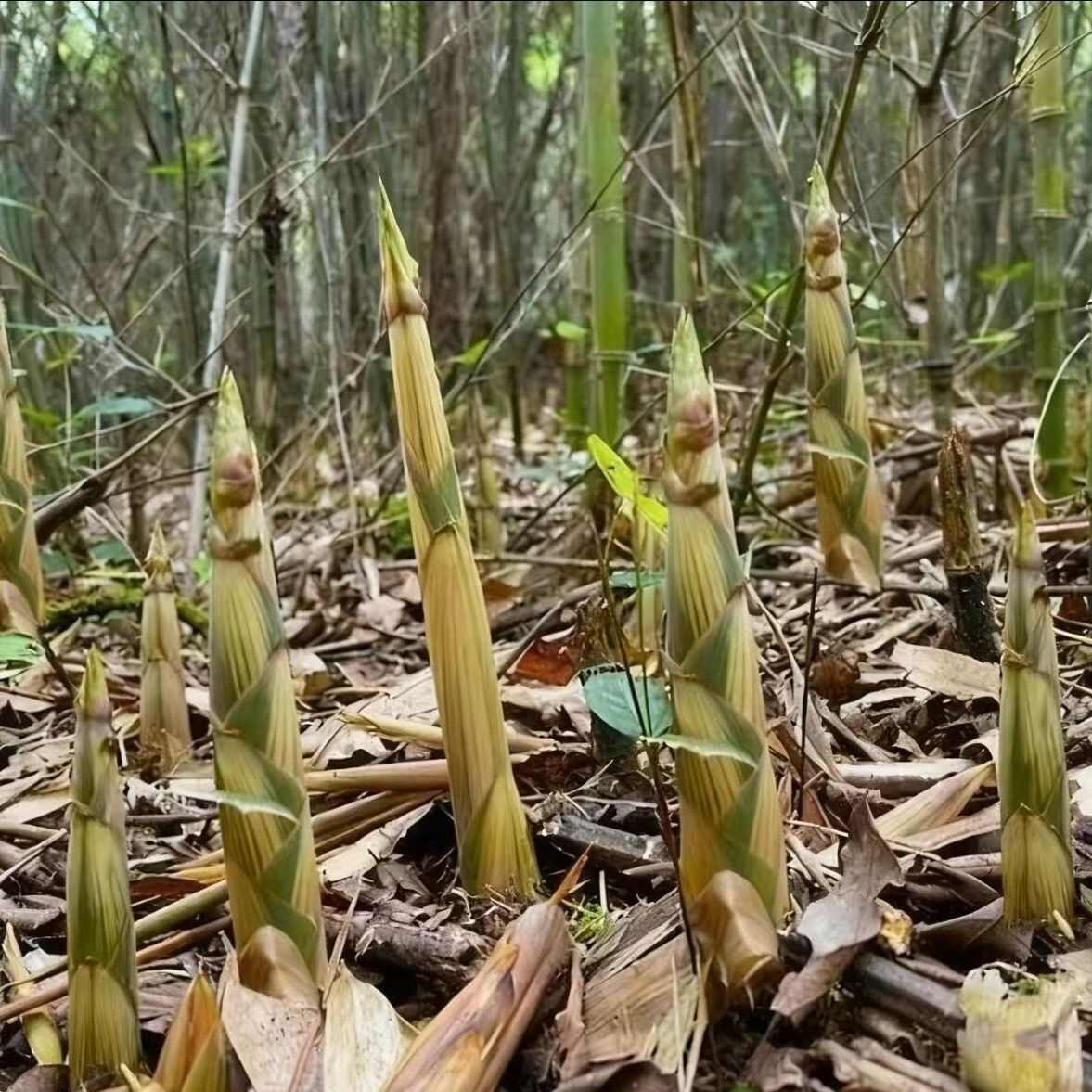 食用水竹苗美味竹笋苗竹根苗甜竹苗野生竹笋苗竹子苗竹子根苗
