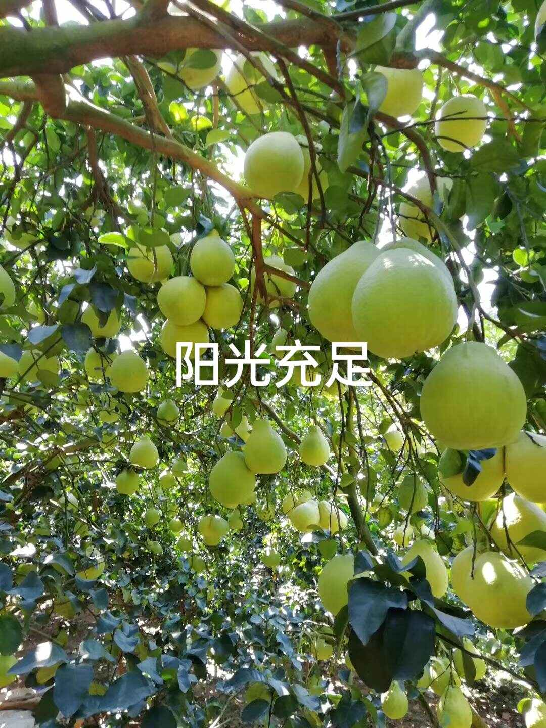 广西容县沙田柚山地果