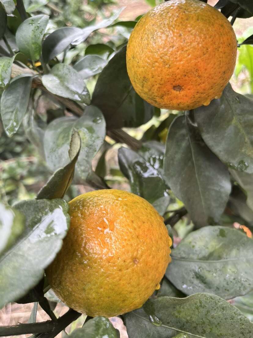 广西大山里的金秋砂糖桔