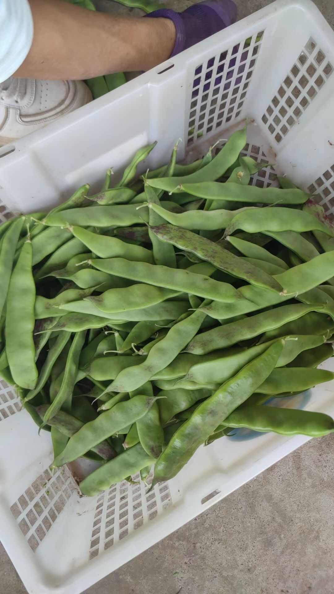 新鲜油豆角一点红油豆九月青云南当季蔬菜豆角