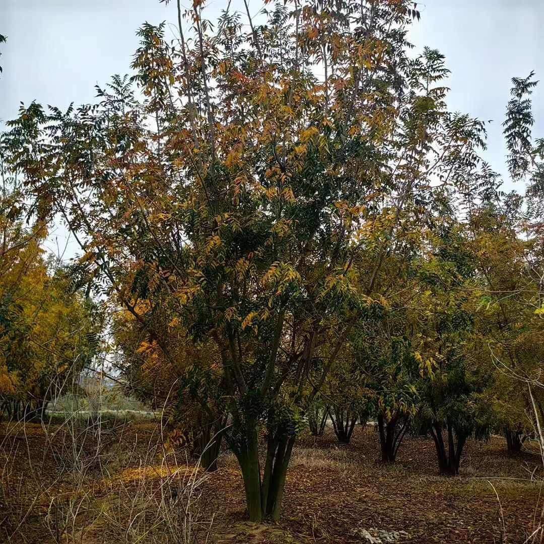 丛生黄连木40公分-60公分，单杆黄连木4公分-25公分苗圃